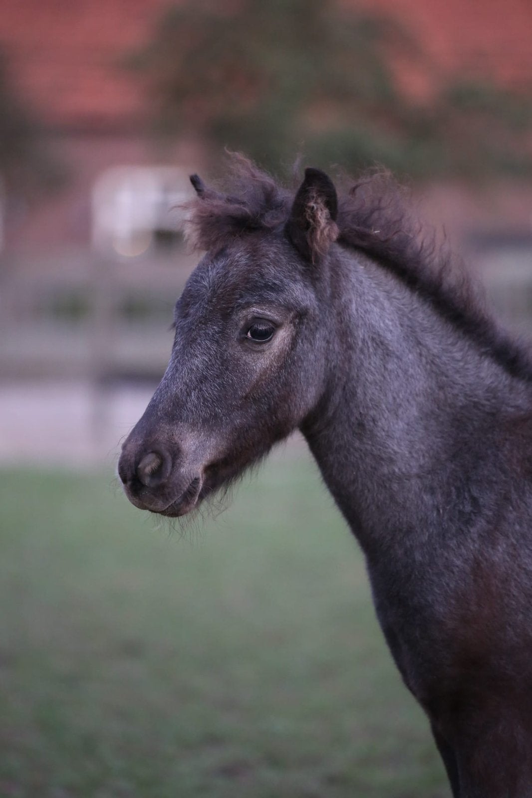Appaloosa hengstveulens, Dieren en Toebehoren, Pony's, Met stamboom, Niet van toepassing, 0 tot 2 jaar, Hengst
