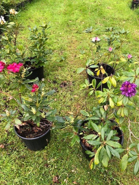 Rhododendron struik , 4 stuks . per stuk prijs 25 euro, Tuin en Terras, Planten | Struiken en Hagen, Ophalen, Rhododendron, Struik