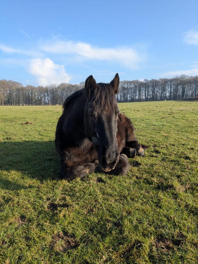 Verzorger en bijrijder gezocht voor e-pony vlakbij Nijmegen, Ruiter of Bijrijder