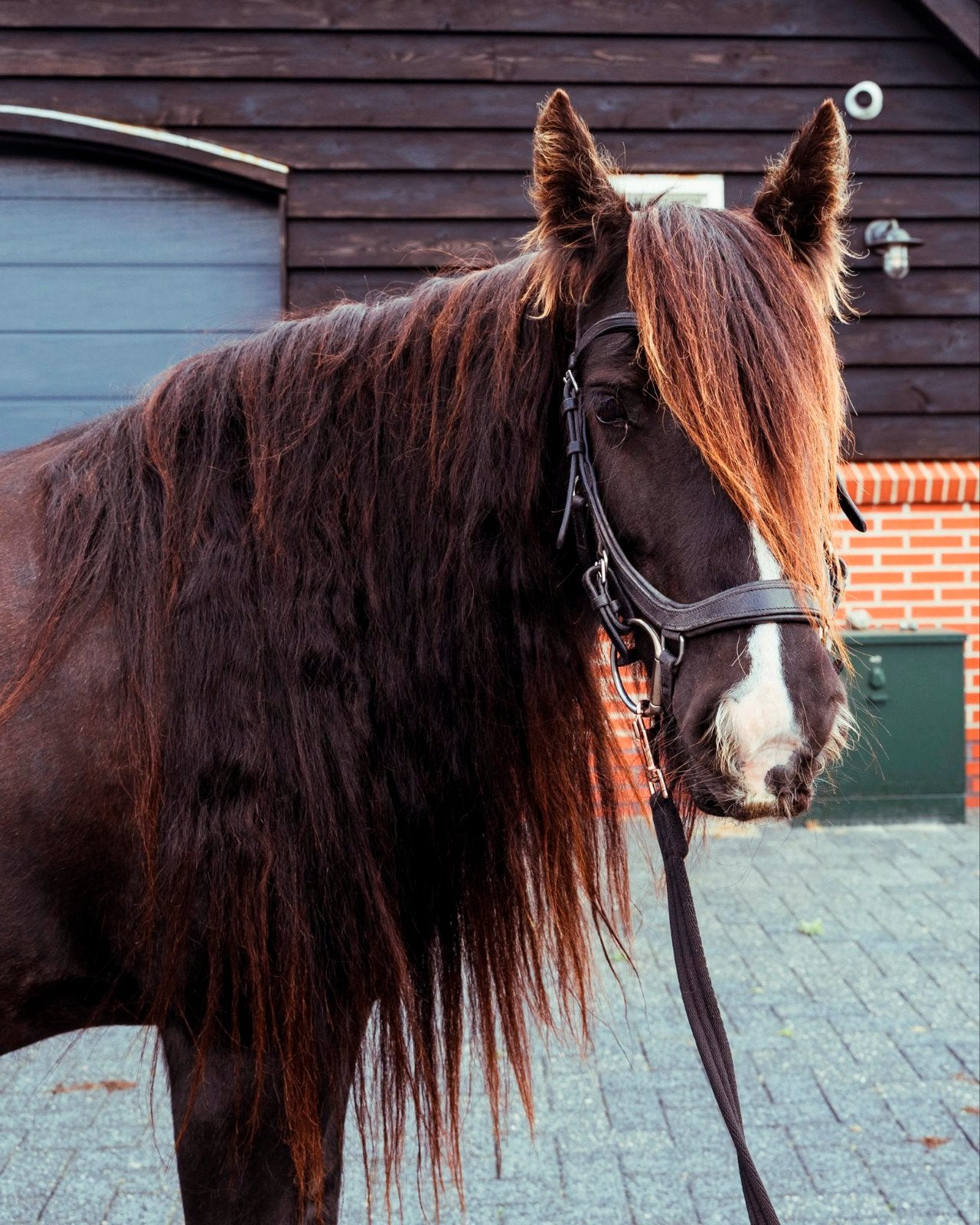 Tinker Gina, lieve recreatiepony zoekt haar nieuwe maatje❤️, Dieren en Toebehoren, Pony's, B, C pony (1.27m tot 1.37m), 11 jaar of ouder