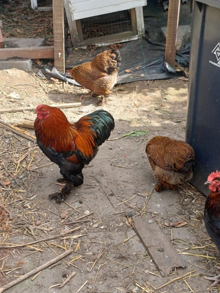 Brahma kriel meerzomig patrijs, Dieren en Toebehoren, Pluimvee, Meerdere dieren, Kip