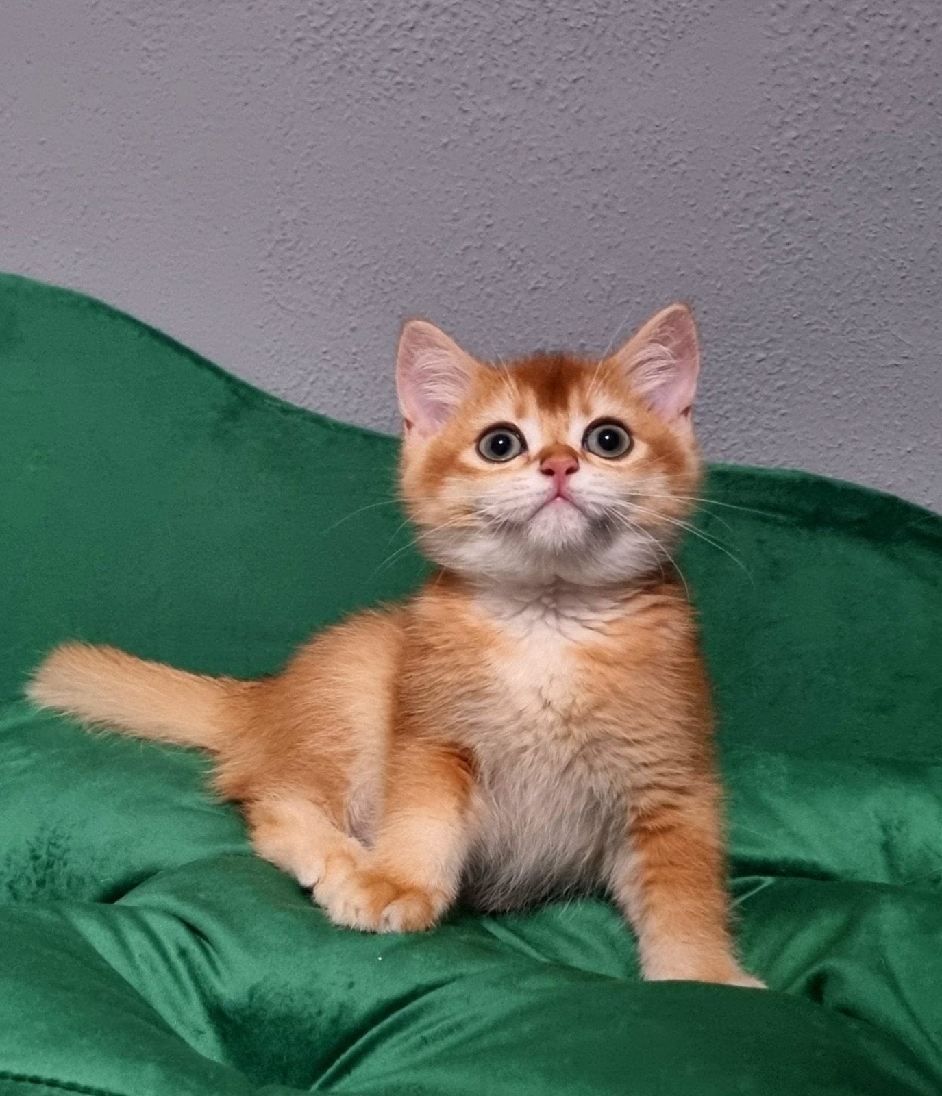 Brits/Britse korthaar kittens meisje en jongens met stamboom, Meerdere dieren, Gechipt