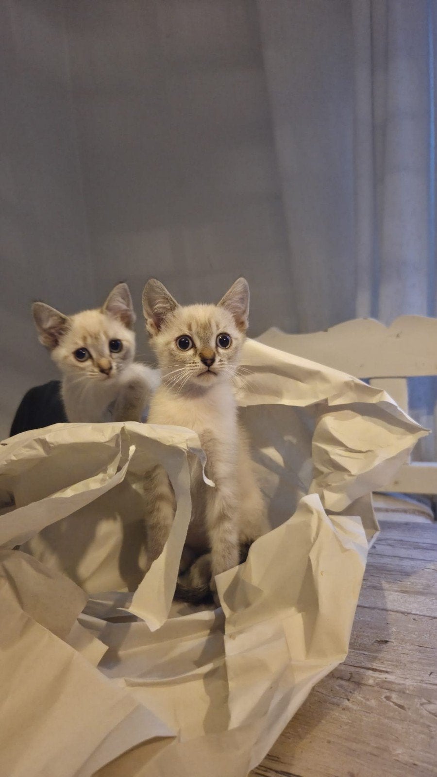 PRACHTIGE HALF SIAMESE KITTENS KRUISING SIAMEES /CYPERS, Dieren en Toebehoren, Poes, Ontwormd