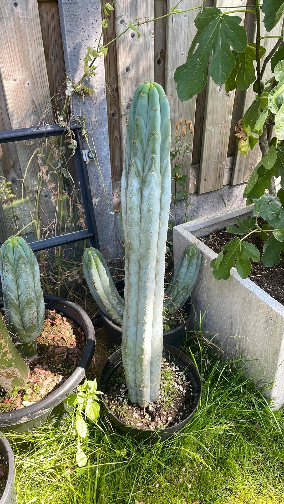 Trichocereus/Echinopsis pachanoi, San Pedro, Ophalen of Verzenden, Minder dan 100 cm, Bloeiende kamerplant, Volle zon