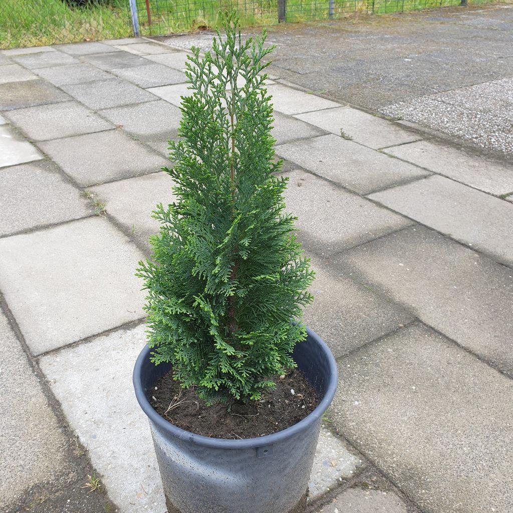 Te koop conifeer, Ophalen, Conifeer, 100 tot 250 cm
