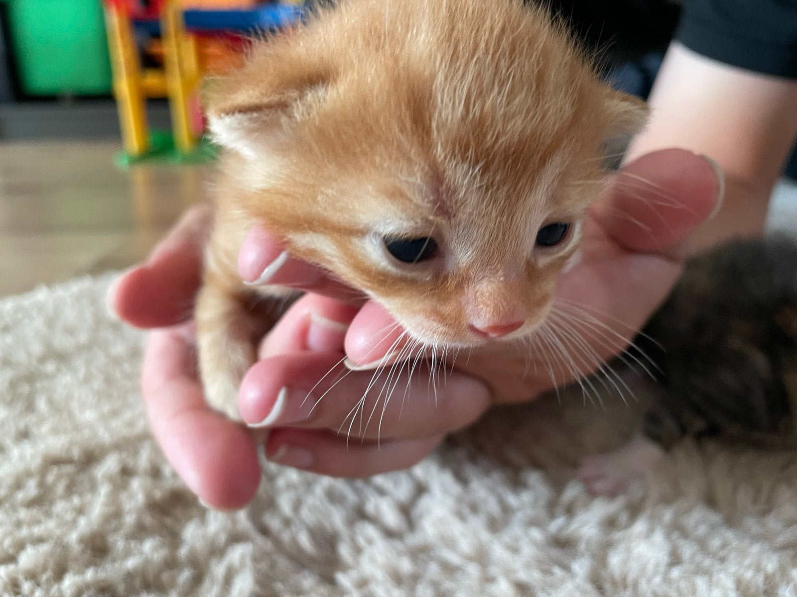Lieve kittens zoeken naar nieuw baasje ️, Meerdere dieren, Langharig, 0 tot 2 jaar