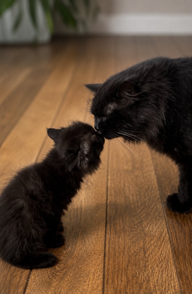 Britse Langhaar kater 3 jaar lief gechipt en geënt, Kater, Gechipt, 3 tot 5 jaar