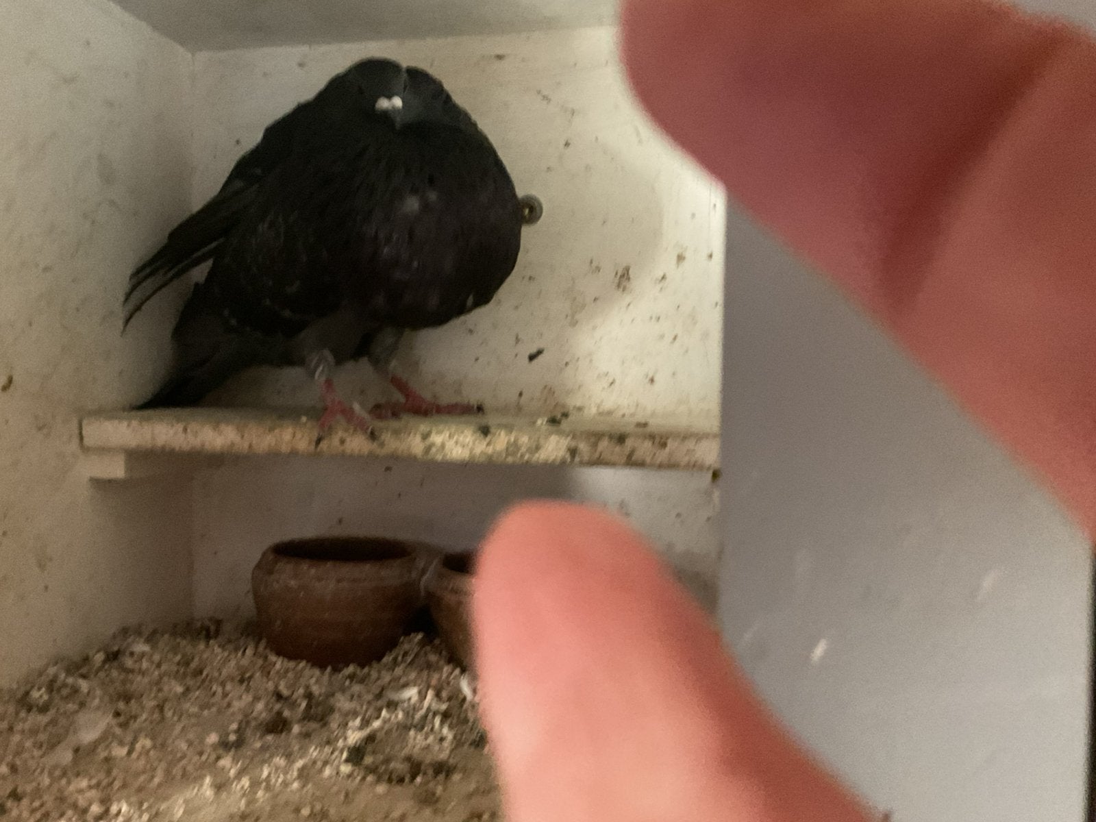 Jonge galitano doffer,, Mannelijk