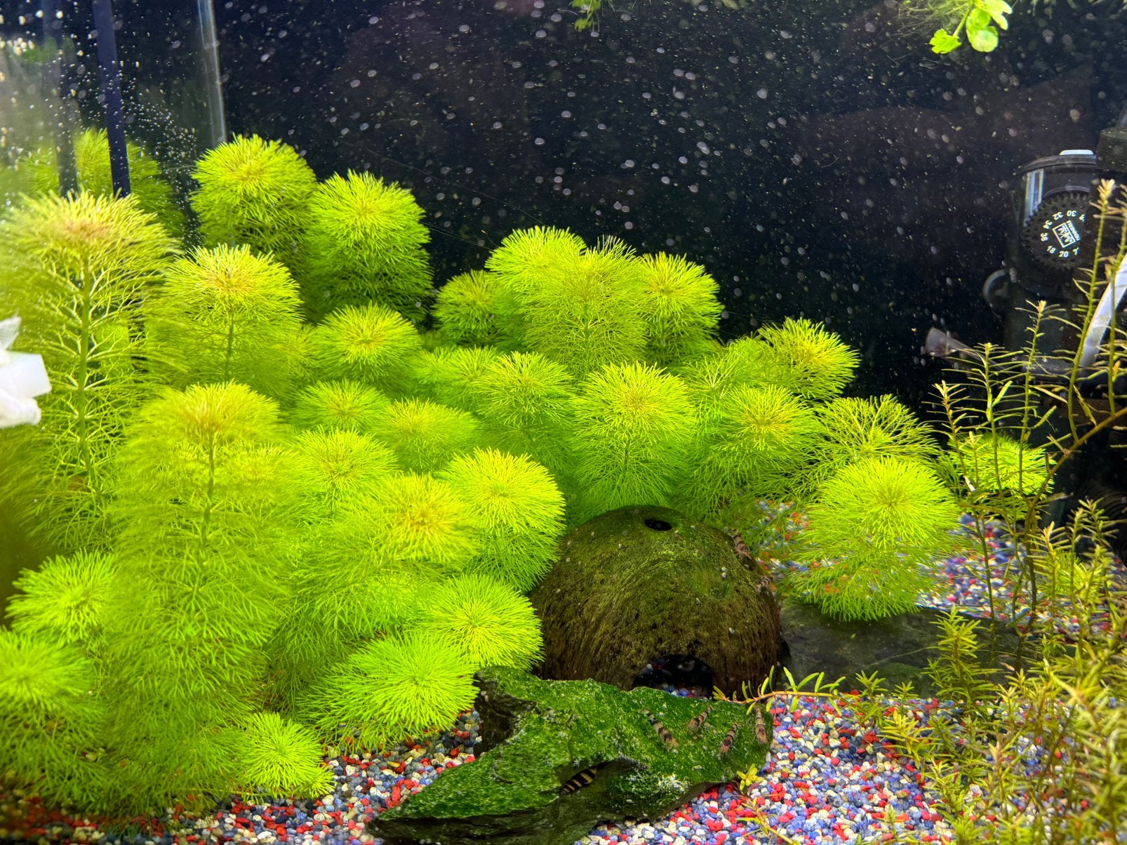 Ambulia limnophila sessiliflora snelgroeiende aquarium plant, Ophalen of Verzenden, Zo goed als nieuw, Plant(en), Steen of Hout