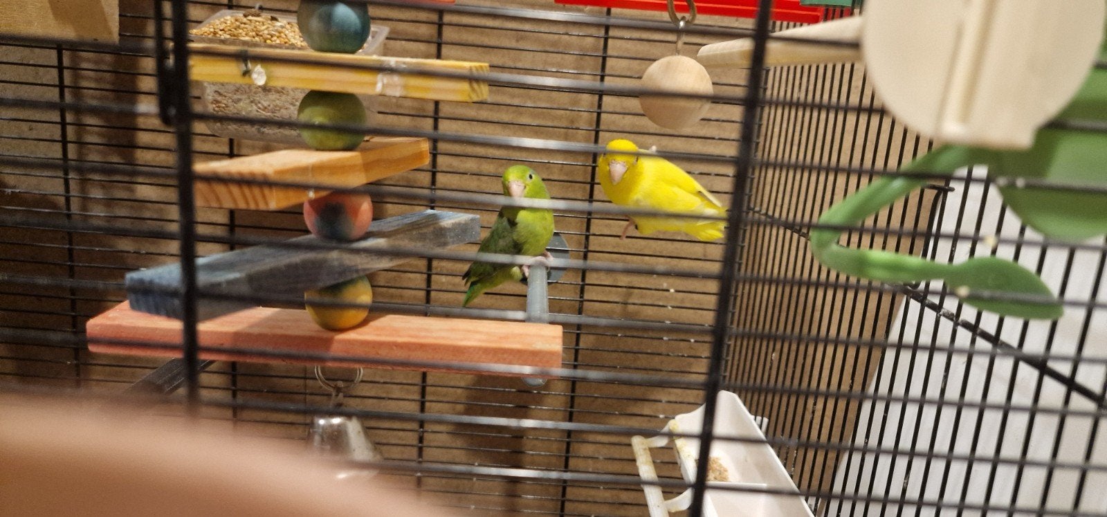 Een koppel forpus, Dieren en Toebehoren, Vogels | Parkieten en Papegaaien, Meerdere dieren, Parkiet