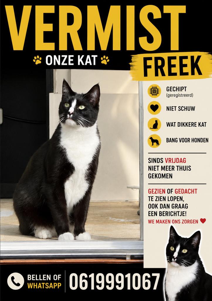 Kat zwart met wit vermist nieuw-lekkerland, Kat
