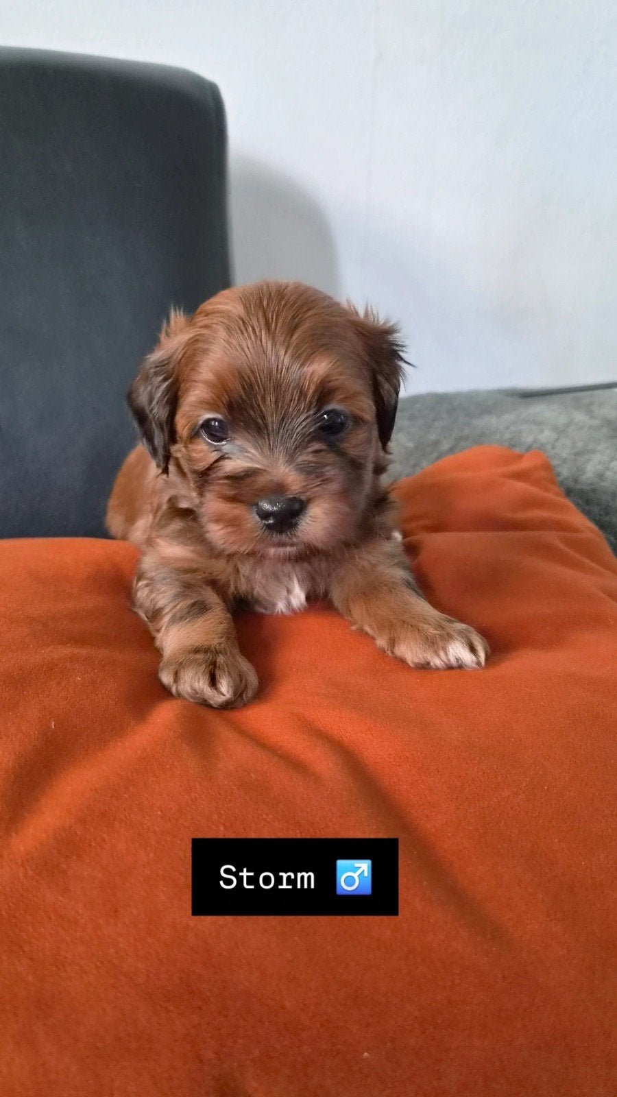 Boomer x Toy Poodle pups, Dieren en Toebehoren, Poedel, 8 tot 15 weken, Meerdere, Meerdere dieren