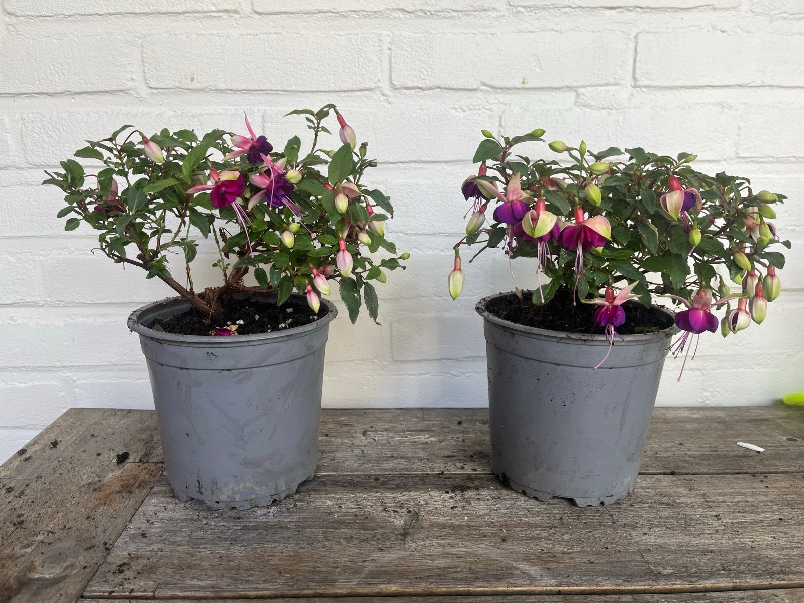 Fuchsia planten 2X, Vaste plant, Halfschaduw, Zomer, Ophalen