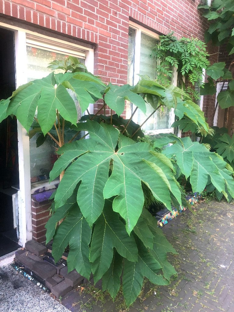 Tetrapanax, Vaste plant, Halfschaduw, Lente, Ophalen