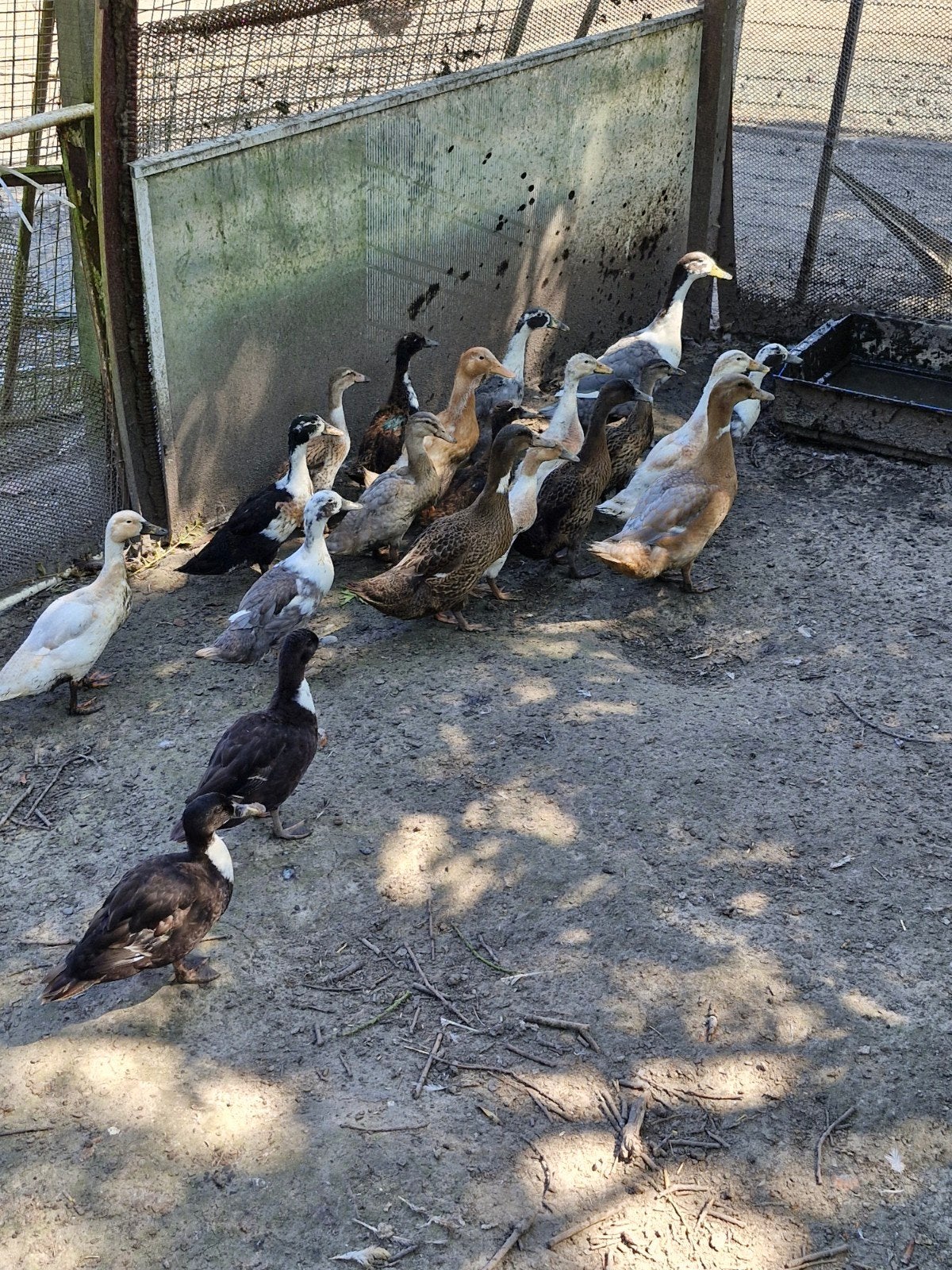 eenden, Meerdere dieren, Eend