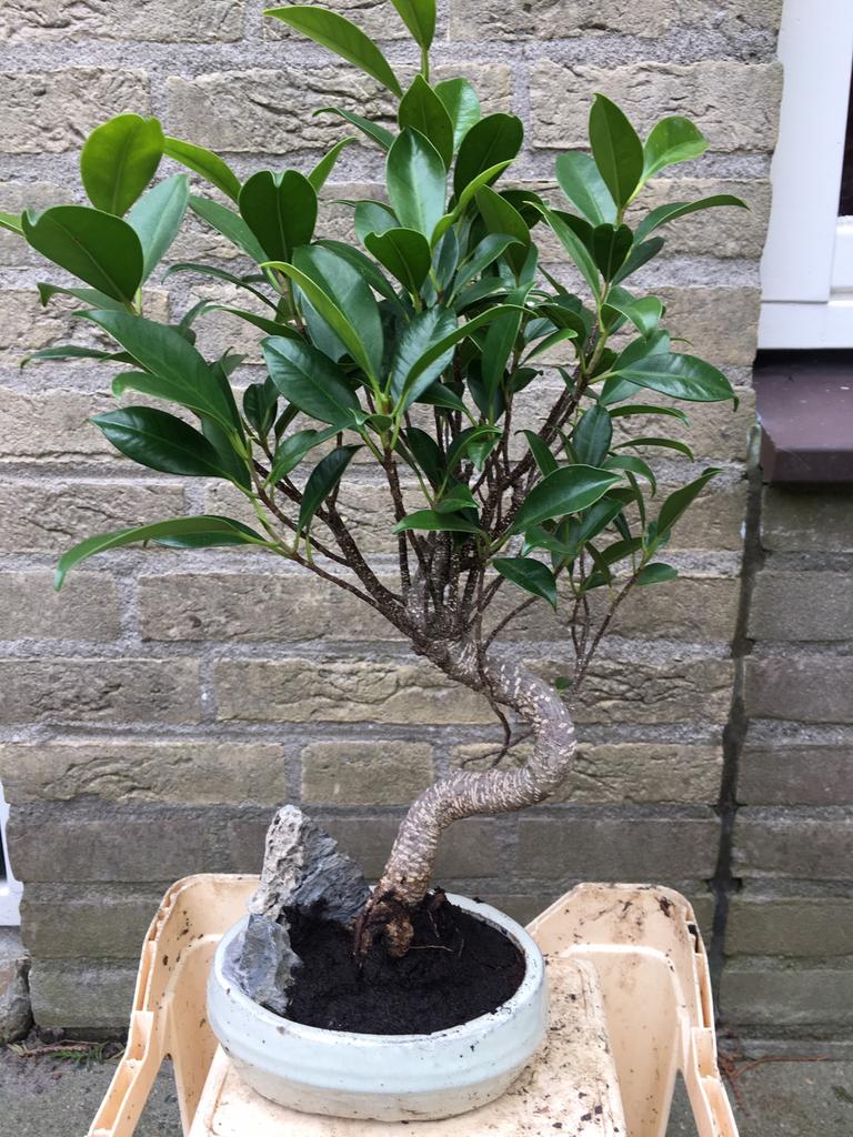 Bonsai ficus ginseng, Huis en Inrichting, Kamerplanten, Minder dan 100 cm, Bonsai, Groene kamerplant, Halfschaduw