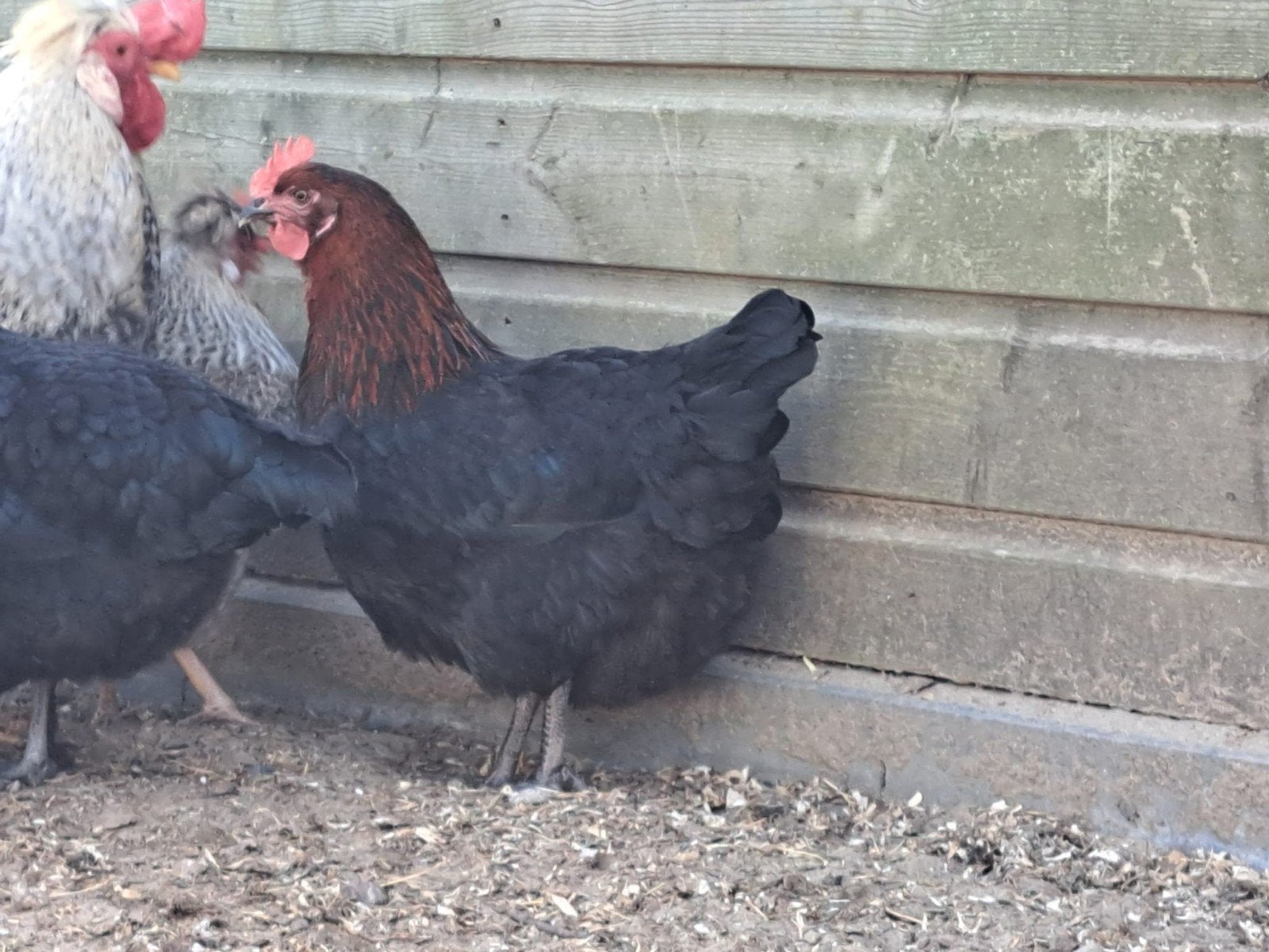 broedeieren marans x cream legbar, Dieren en Toebehoren, Geslacht onbekend, Kip