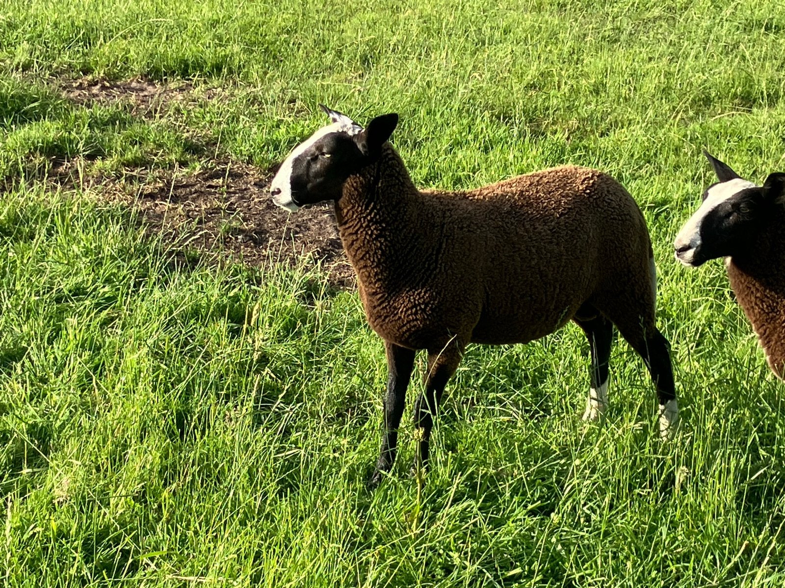 Zwartbles ramlam is van eind maart, Dieren en Toebehoren, Mannelijk, Schaap, 0 tot 2 jaar