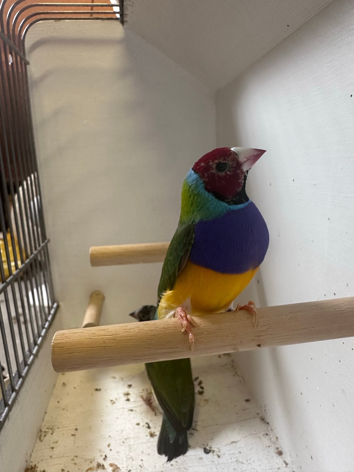 Te koop: Een prachtig en gezond koppel Gouldamadines, Meerdere dieren, Geringd