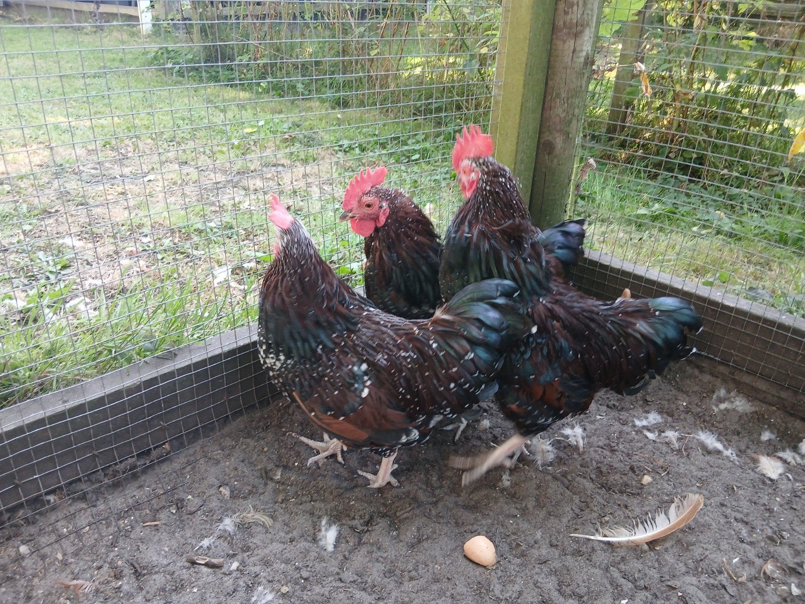 Sussex hanen kriel, Dieren en Toebehoren, Pluimvee, Mannelijk, Kip