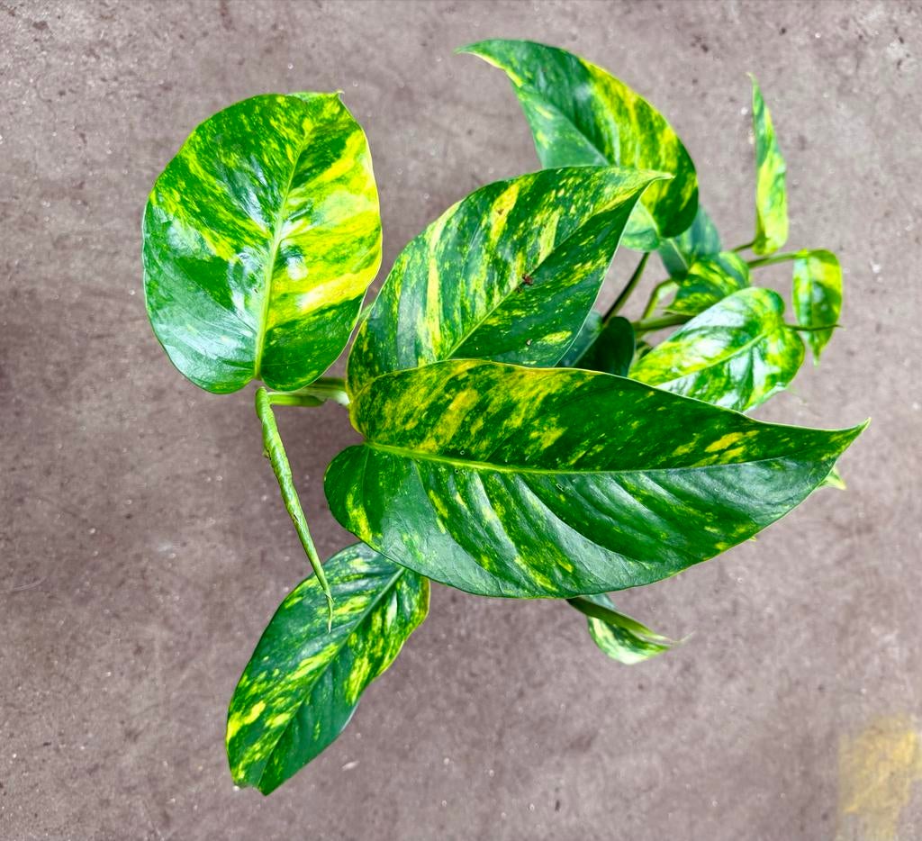 Epipremnum Gold Finger P17, Vaste plant, Ophalen of Verzenden, Bloeit niet, Halfschaduw
