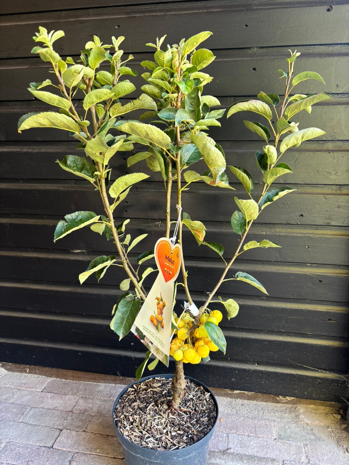 Prunus, Tuin en Terras, Ophalen, Lente, Volle zon, Overige soorten
