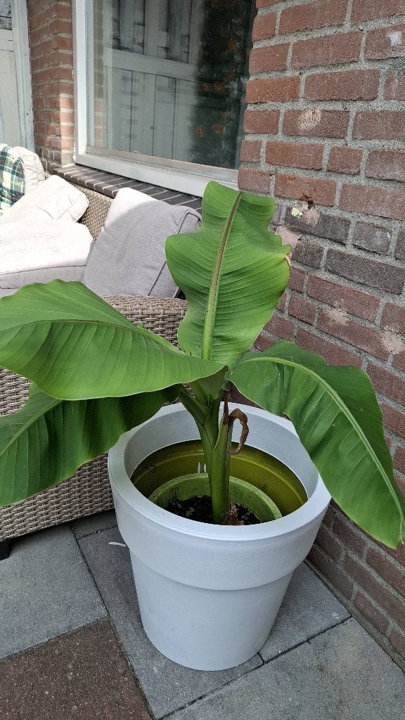 Bananen plant, Bloeit niet, Overige soorten, Minder dan 100 cm, Ophalen