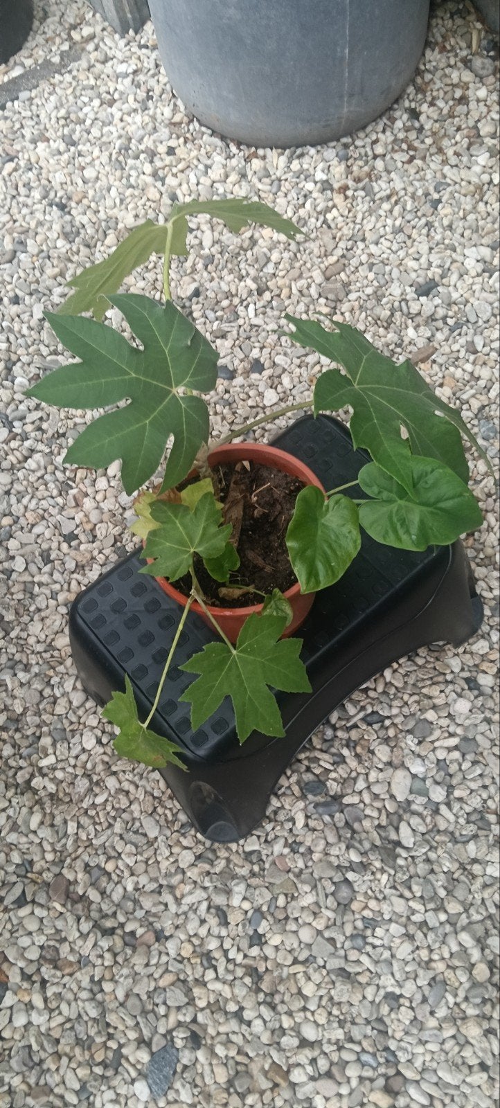 Tertrapanax(rijstpapier plant)en musa basjo banaan, Ophalen, Vaste plant, Overige soorten