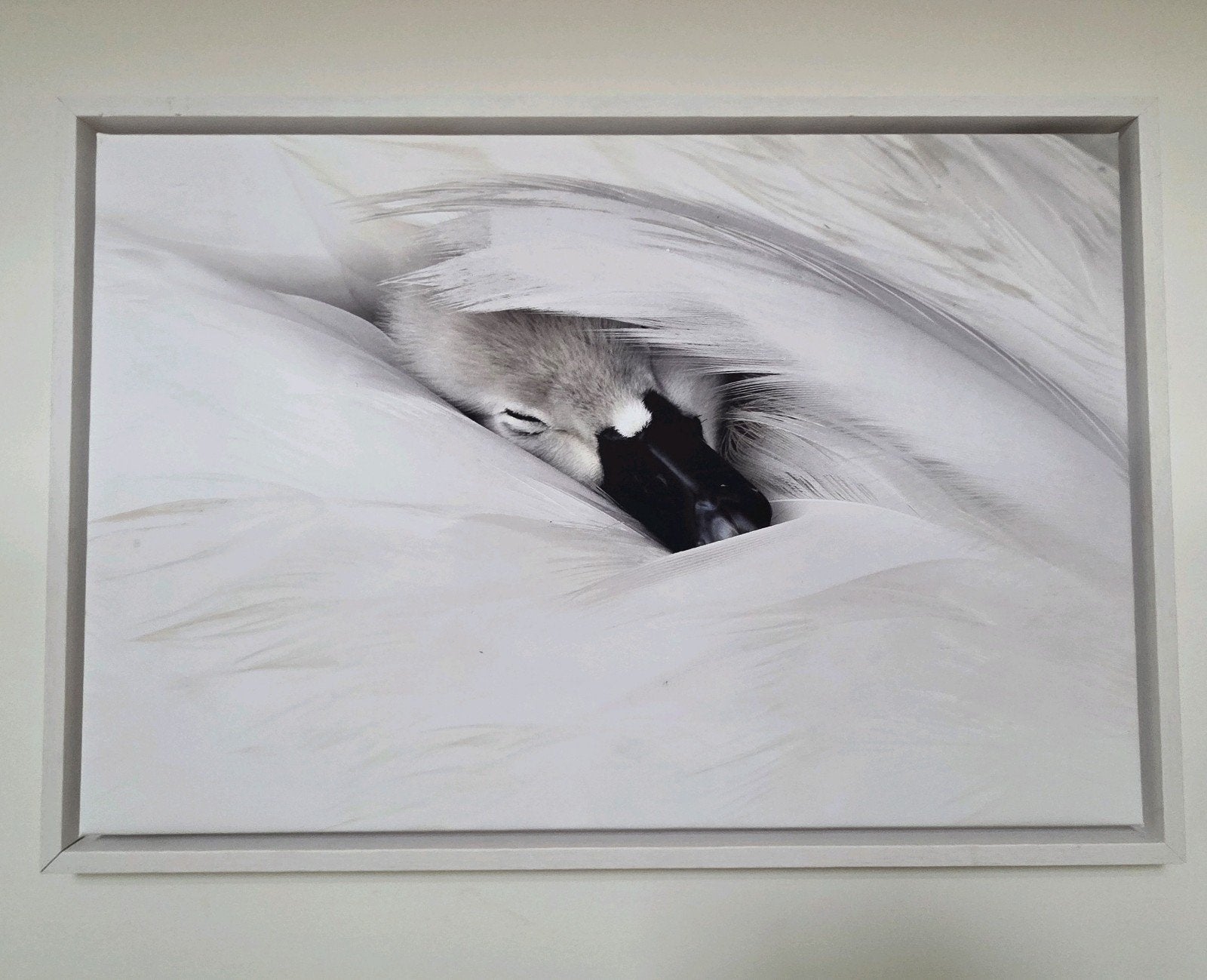 Foto op canvas in baklijst, Ophalen, Textiel, Print, Dieren