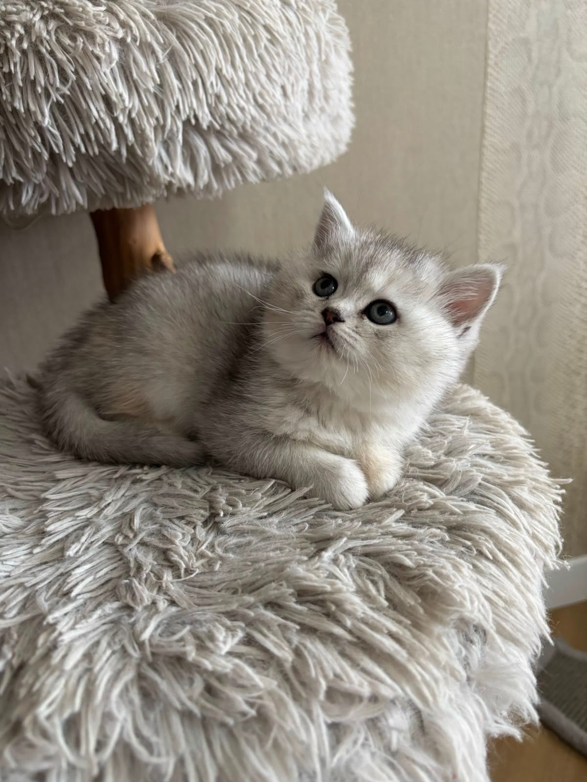 Zeven kittens zoeken een nieuw thuis., Dieren en Toebehoren, Katten en Kittens | Raskatten | Korthaar, Meerdere dieren