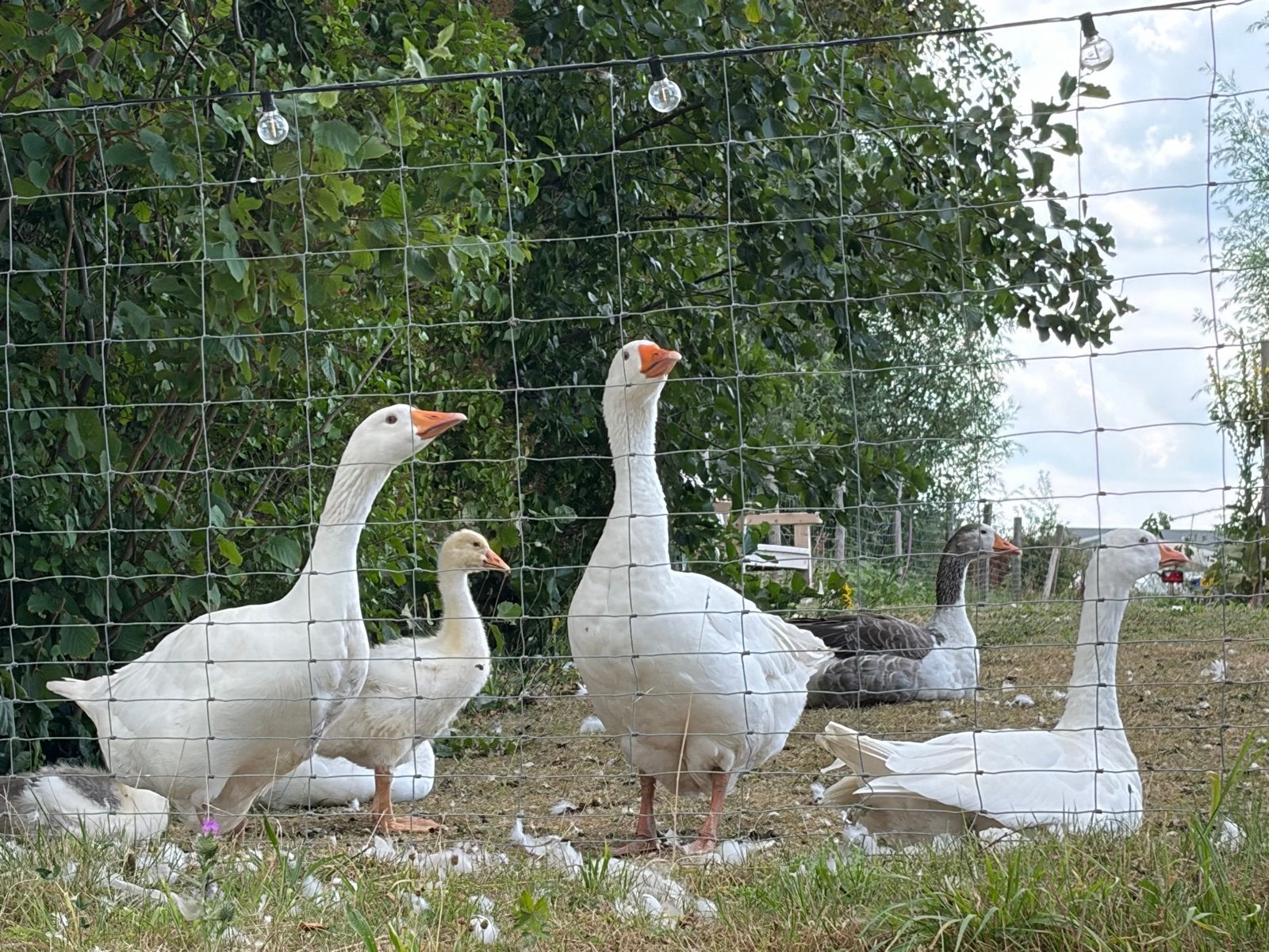 Twee witte boerenganzen (paartje) te koop van 1,5 jaar oud, Dieren en Toebehoren, Meerdere dieren, Gans of Zwaan