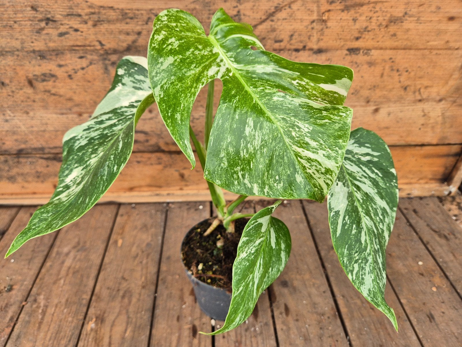 Monstera Deliciosa Variegata p12 (7), Huis en Inrichting, Kamerplanten, Ophalen of Verzenden, Halfschaduw, Minder dan 100 cm