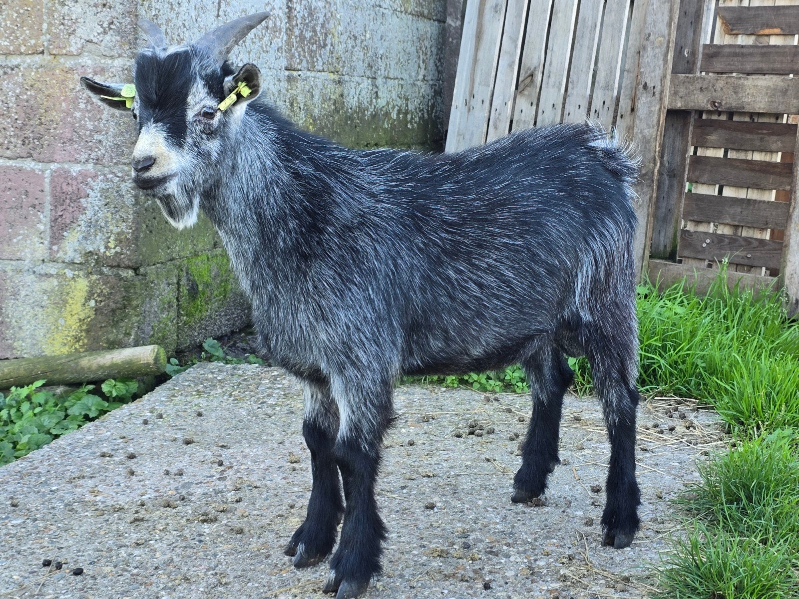 prachtige kleurzuivere dek bok (dwerggeit), Dieren en Toebehoren, Mannelijk, Geit, 0 tot 2 jaar