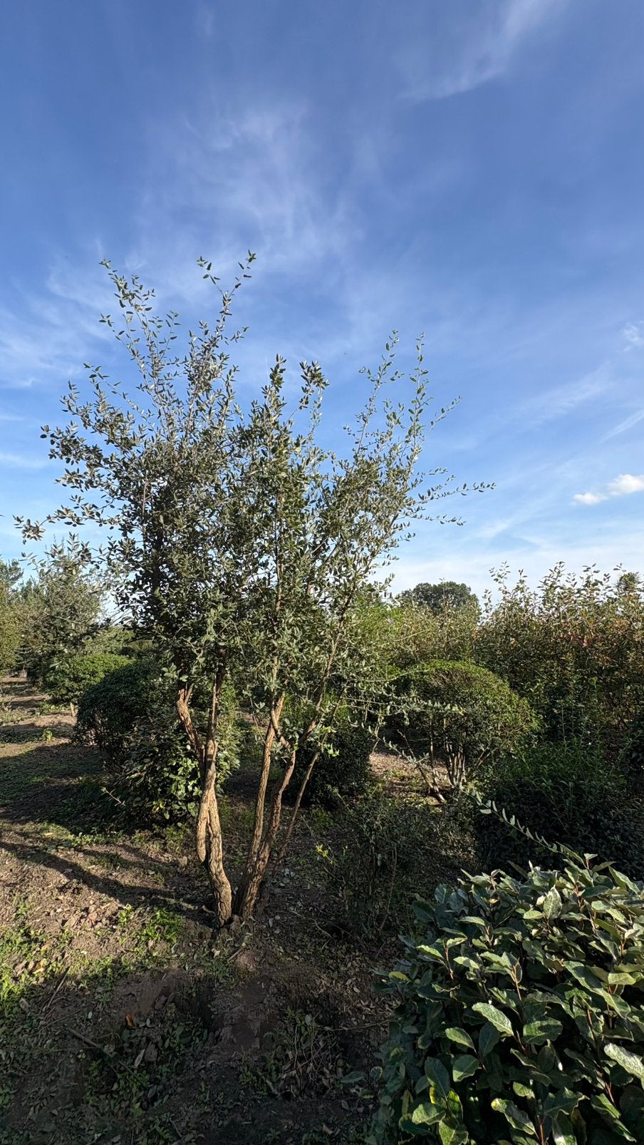 Quercus suber Kurkeiken in verschillende vormen leverbaar, Ophalen of Verzenden, Bloeit niet, Volle zon, Overige soorten