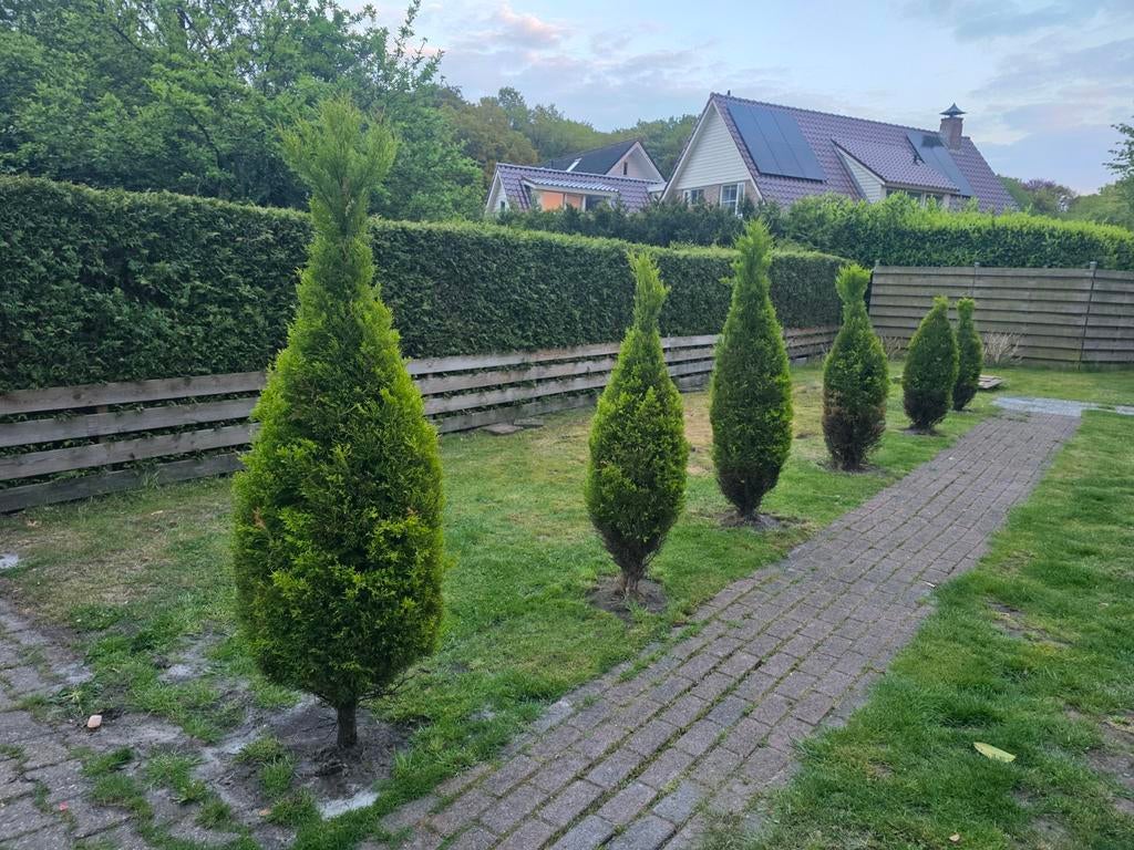 6 boompjes, Tuin en Terras, Ophalen, Overige soorten, 100 tot 250 cm