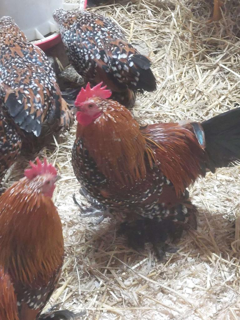Sabelpoot kriel hennen, Dieren en Toebehoren, Pluimvee, Vrouwelijk, Kip