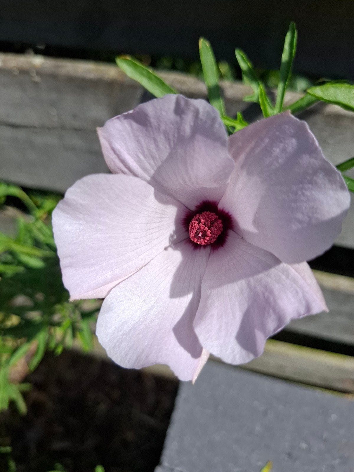 Australische Hibiscus, Tuin en Terras, Planten | Struiken en Hagen, Ophalen, Overige soorten, 100 tot 250 cm