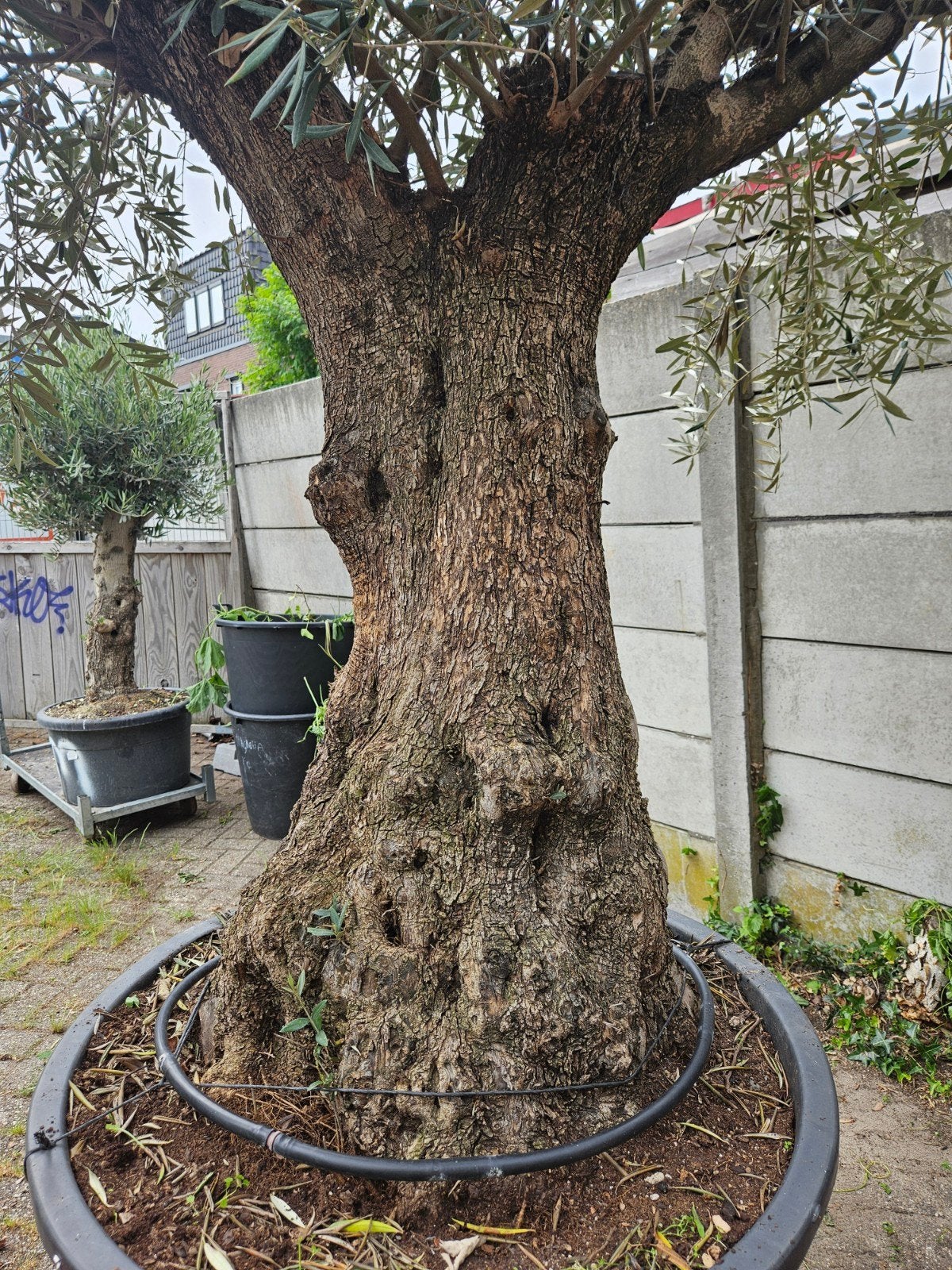 Olijfbomen diverse maten, Deze dikke stam van 800 voor €650, Volle zon, Ophalen of Verzenden, 100 tot 250 cm, Olijfboom