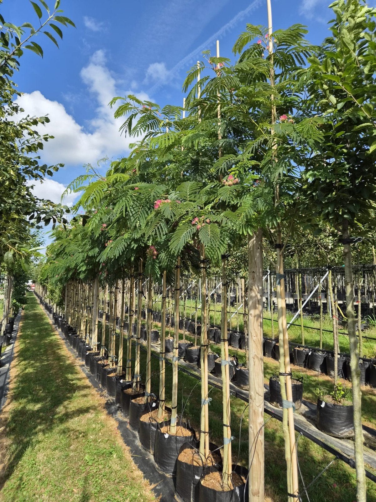 Albizia Julibrissin 'Rouge de Tuiliere', Overige soorten, 250 tot 400 cm, Zomer, Ophalen