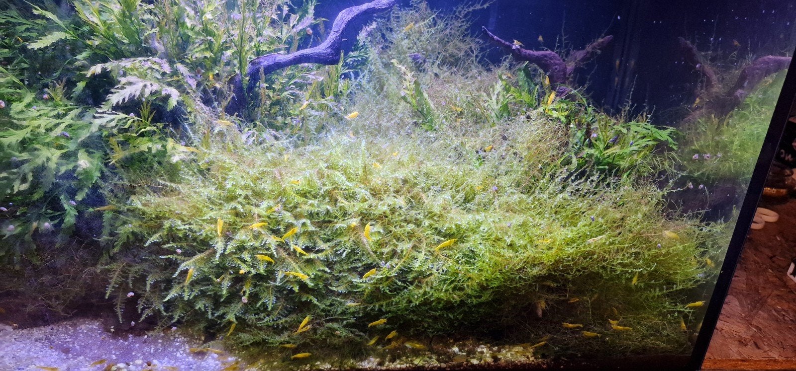 Citroen garnaaltjes, Kreeft, Krab of Garnaal, Zoetwatervis, Schoolvis