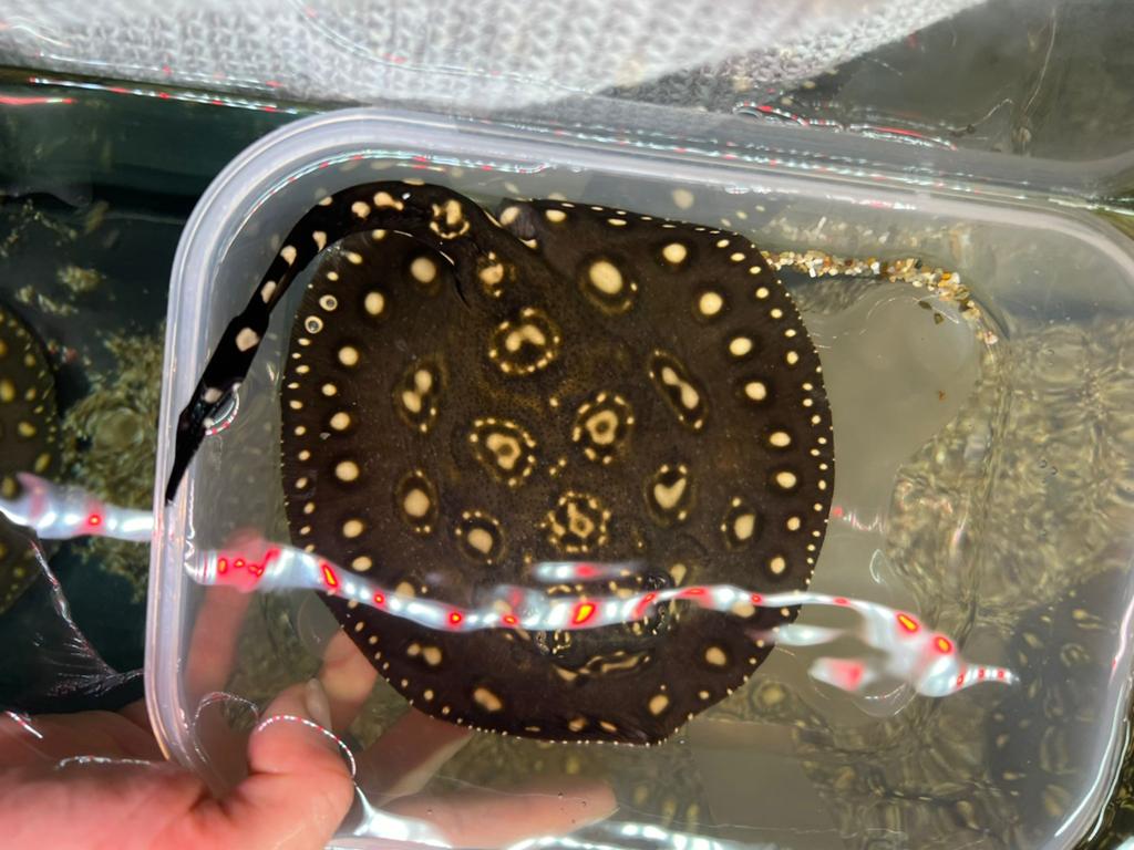 Potamotrygon leopoldi Black diamond, Dieren en Toebehoren, Vissen | Aquariumvissen