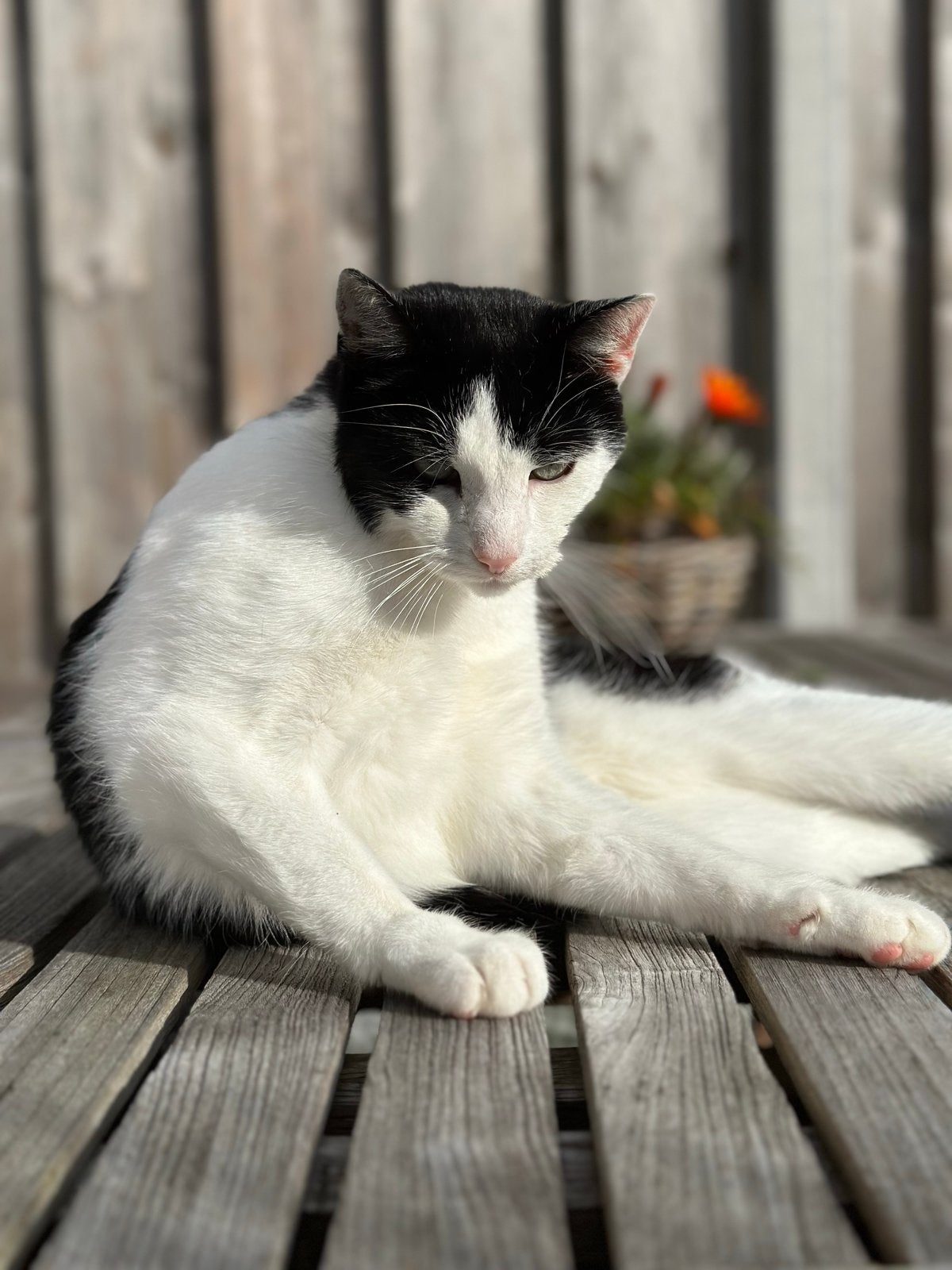 Nieuw huis gezocht voor Boris, Dieren en Toebehoren, Kater, Kortharig, 6 jaar of ouder