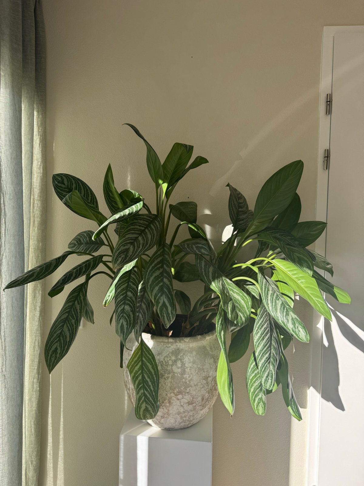 Grote, gezonde kamerplant, exclusief pot, Ophalen, Overige soorten, Halfschaduw, Minder dan 100 cm
