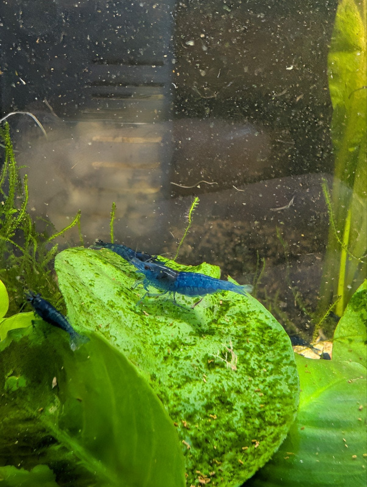 Neocardina garnalen blue dream, Dieren en Toebehoren, Vissen | Aquariumvissen, Kreeft, Krab of Garnaal