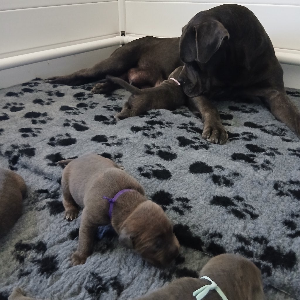 Cane corso pups, België, Fokker | Hobbymatig, Overige rassen, 8 tot 15 weken