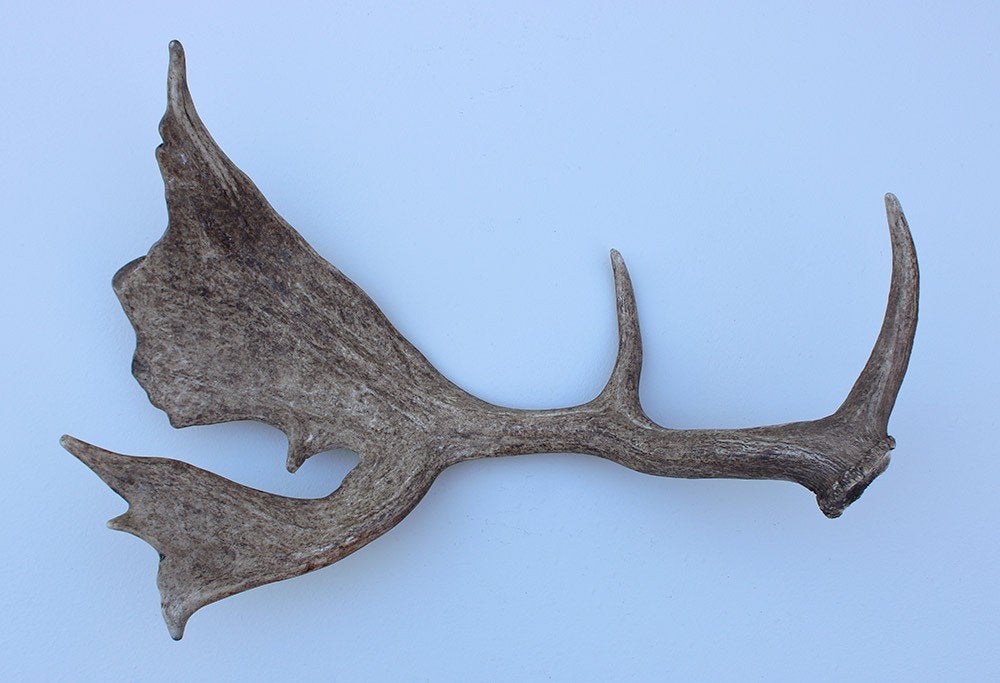 Grote DAMHERT GEWEI AFWERP STANG - 1,5 kg - 65 cm, Ophalen of Verzenden, Gebruikt, Hert, Gewei of Kop