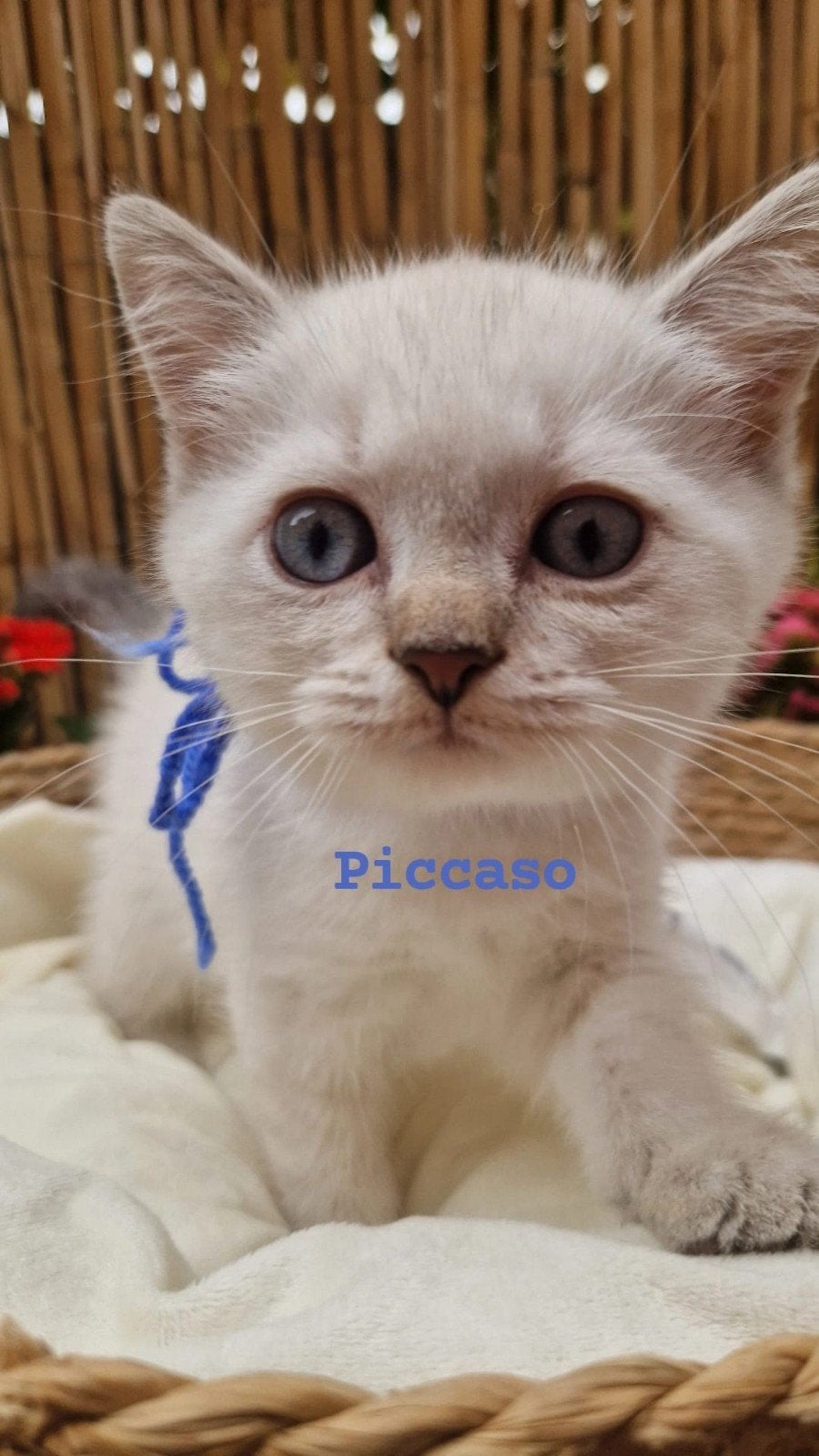 British Shorthair kittens Te Koop, Kater, Kortharig, 0 tot 2 jaar