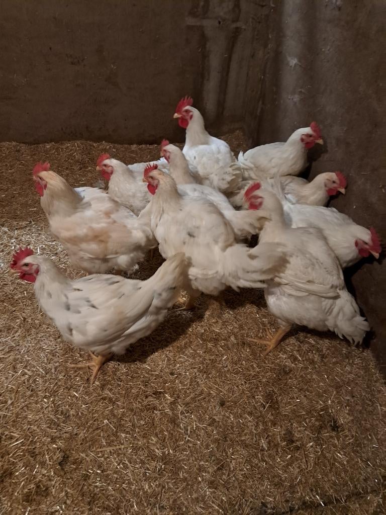Te koop vleeskipen kippen, Dieren en Toebehoren, Pluimvee, Vrouwelijk, Kip