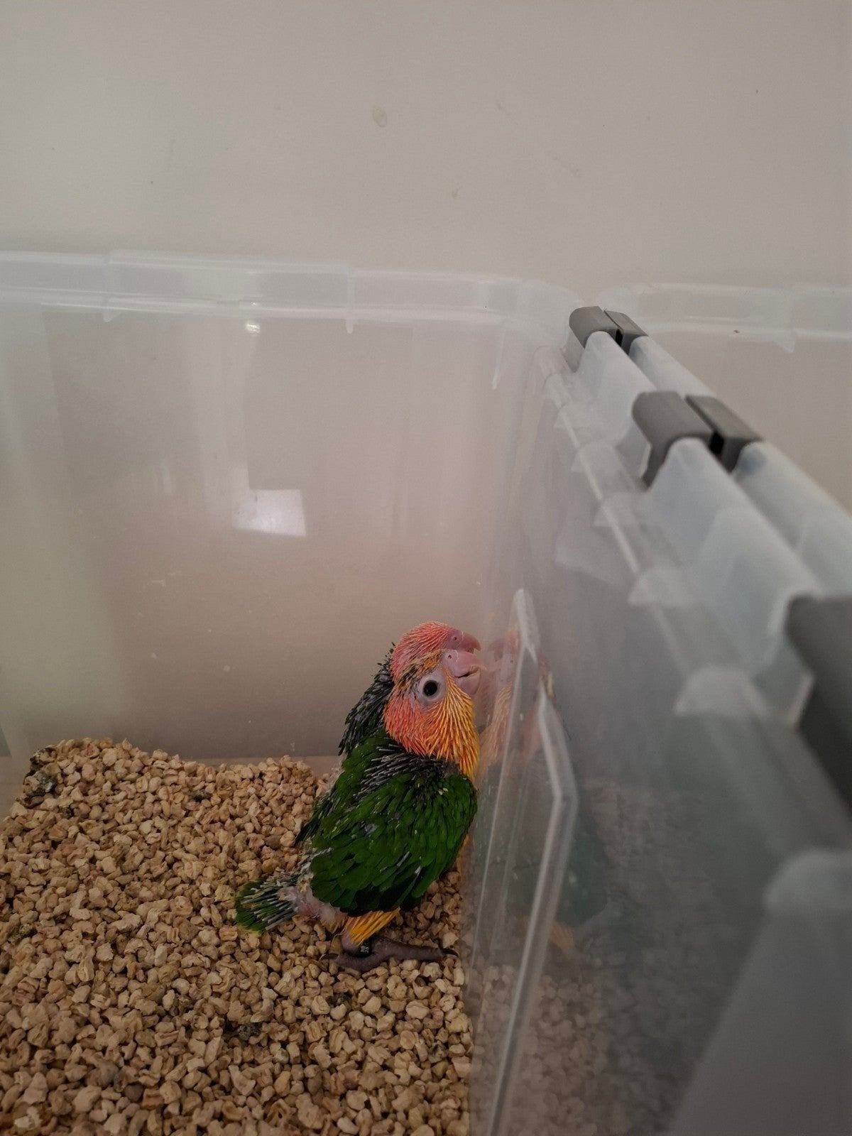 baby caique s, Geslacht onbekend, Papegaai, Geringd