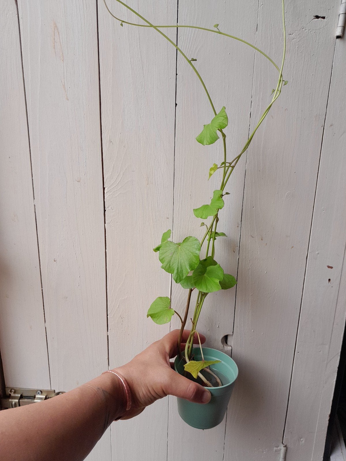 Zoete aardappel plant op water (gratis), Ophalen, Vaste plant, Groenteplanten, Volle zon